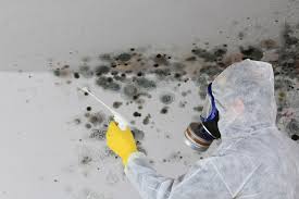 Why You Should Choose Our Mold Remediation Services in Pahala, HI